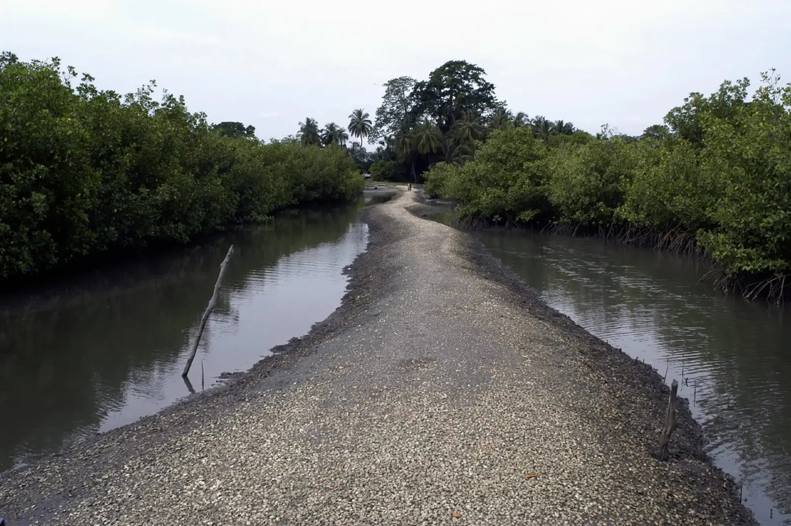 Bolongs et chenaux de marée bordés de mangrove en Casamance