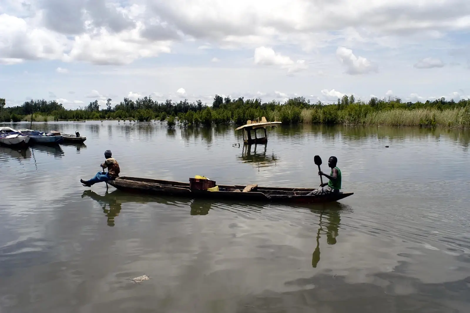 Huîtres de palétuvier accrochées aux racines de la mangrove