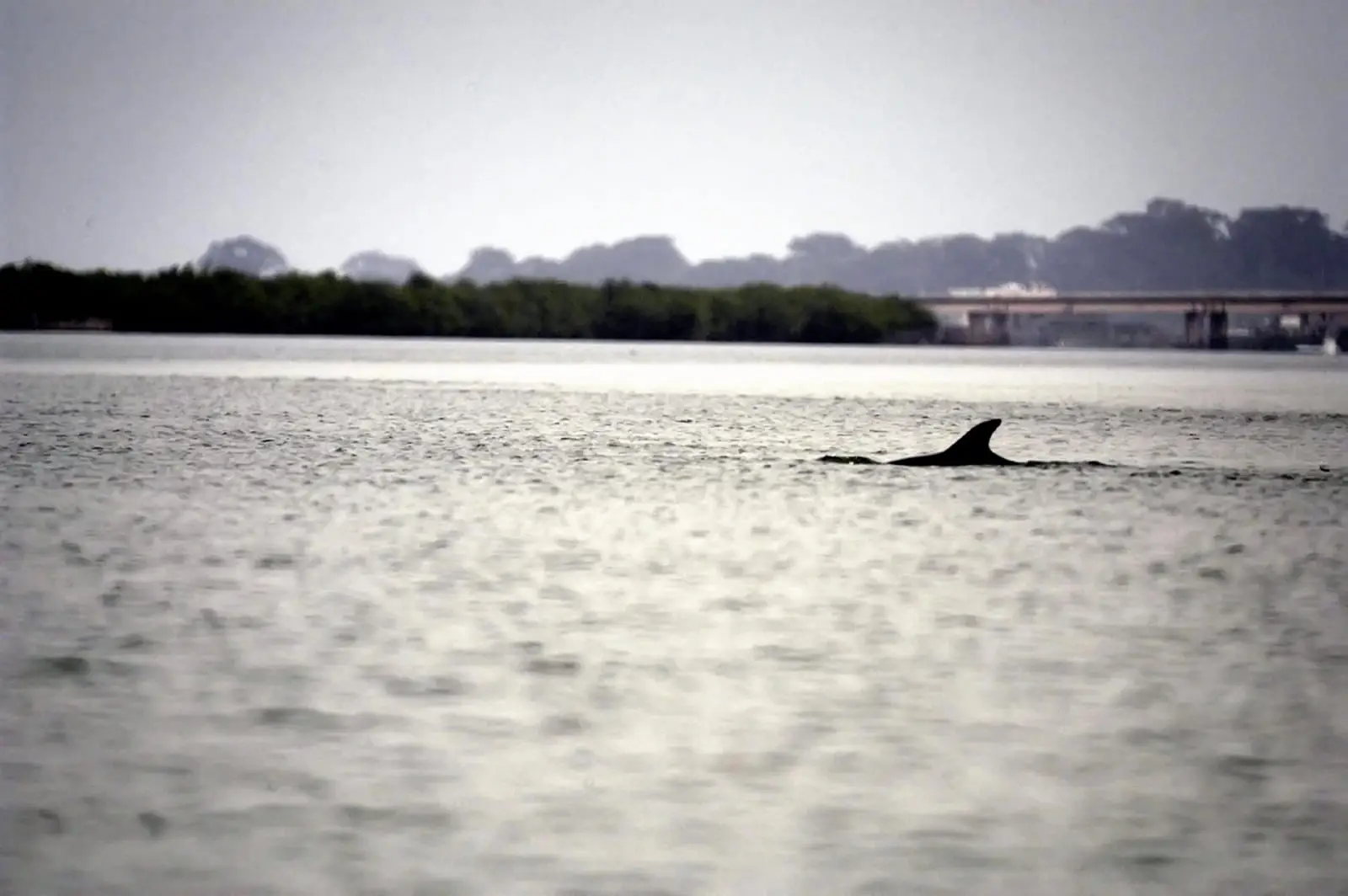 Sortie en pirogue dans la mangrove et les bolongs de Casamance