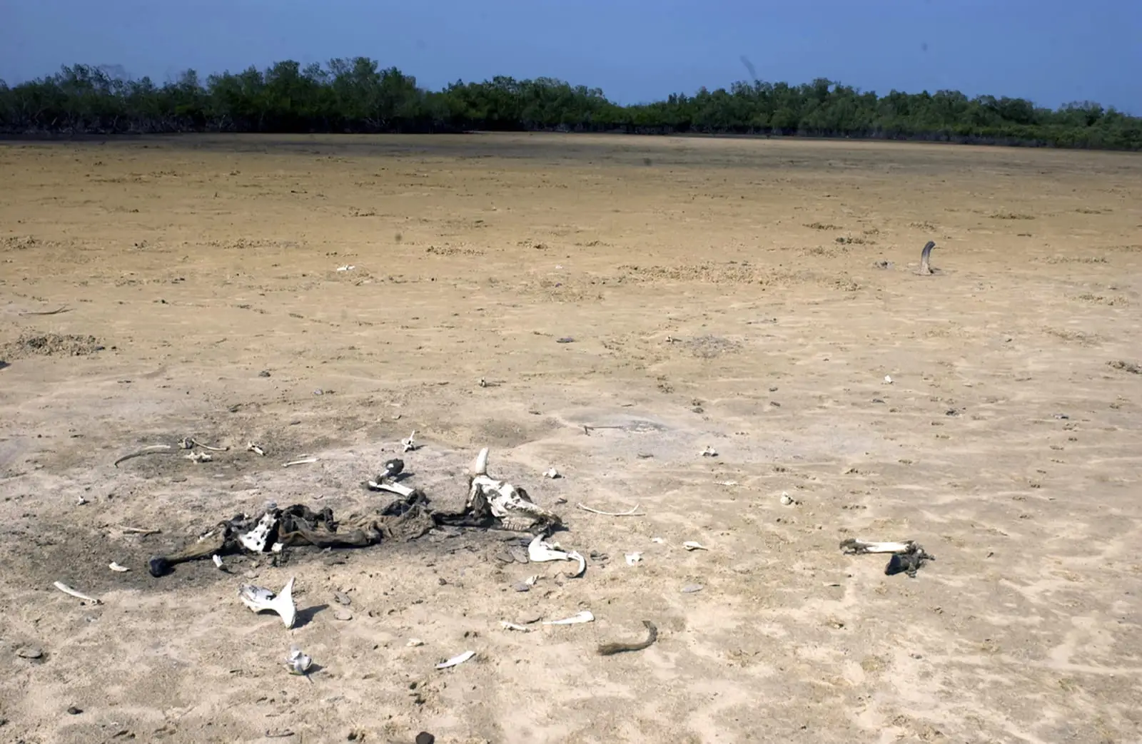 Observation des oiseaux dans la mangrove de Casamance