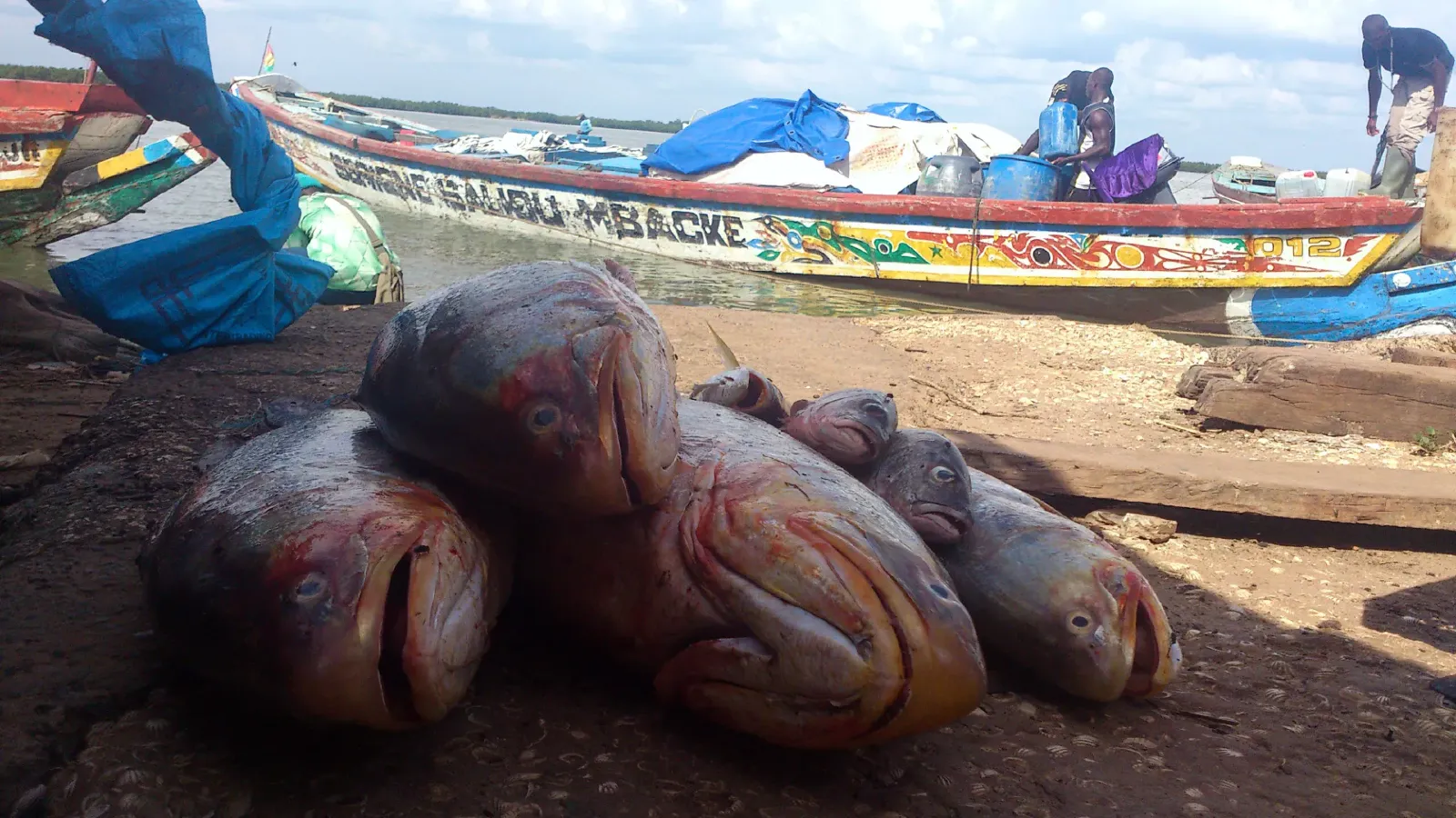De gros capitaines fraîchement pêchés, débarqués sur l'embarcadère de Ziguinchor en Casamance