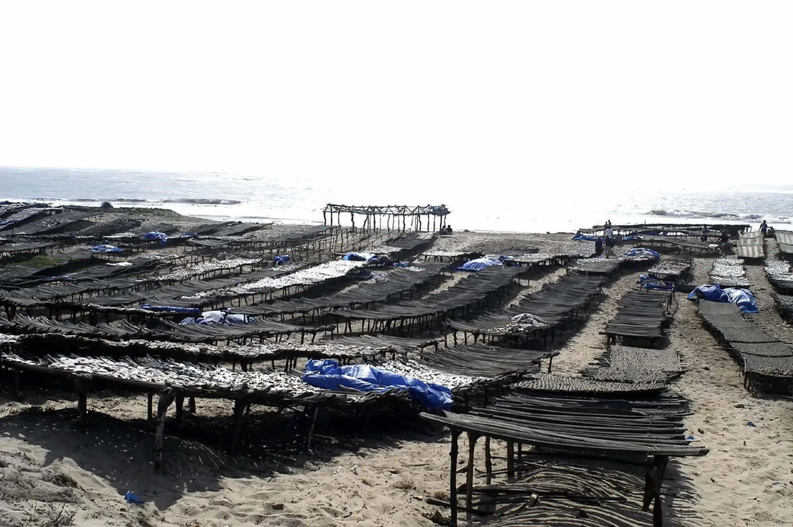 Grands étals de séchage de poissons sur la plage de Kafountine en Casamance