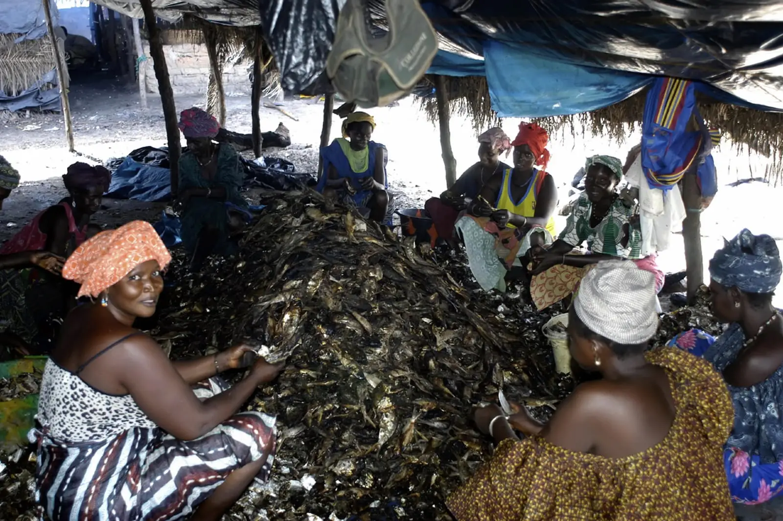 Femmes transformatrices — fumage traditionnel du poisson en Casamance