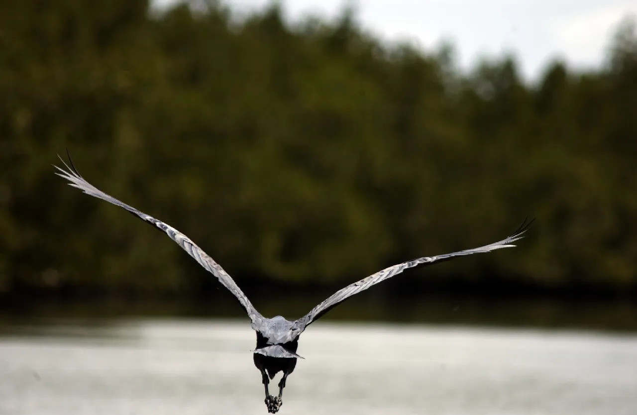 Oiseau en vol au-dessus du bolong de Boudédiète, devant la mangrove