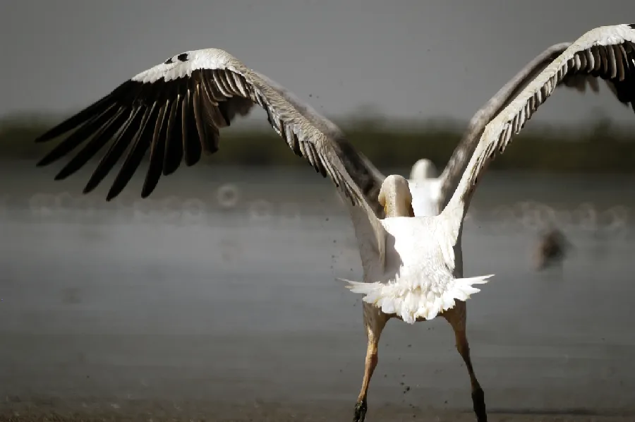 La plage sauvage de Guinée-Bissau, atteinte en pirogue depuis Boudédiète