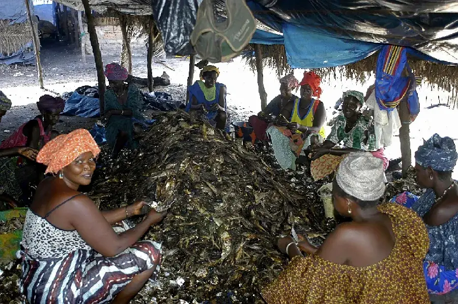 Des femmes transformatrices de poisson au camp de pêche de Cap Skirring, en Casamance