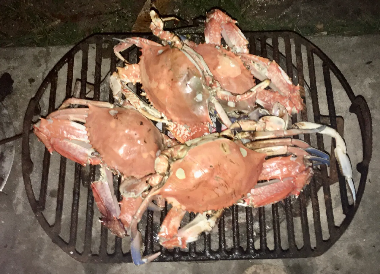 Crabes grillés au feu de bois lors du pique-nique à Essaout