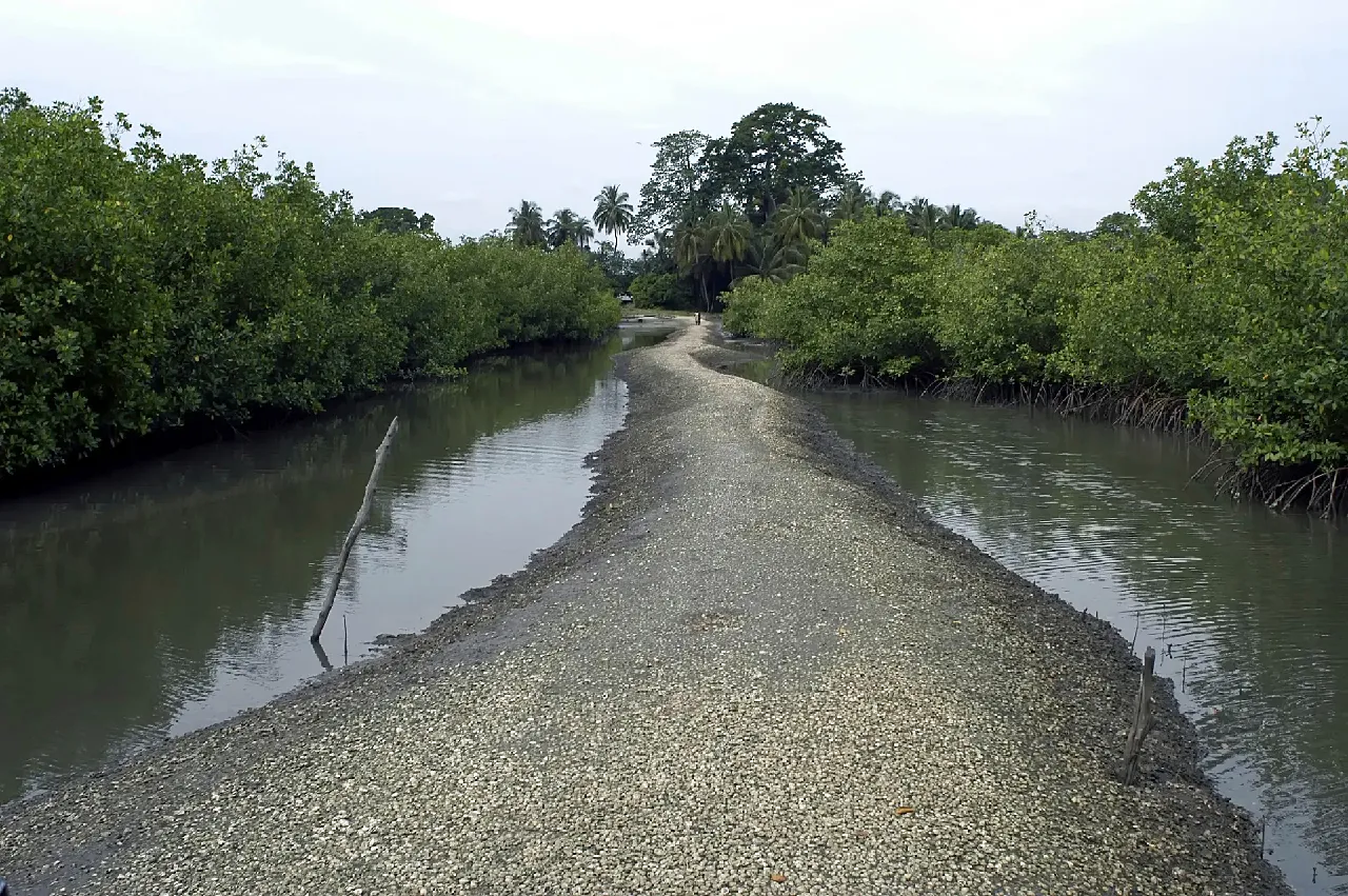 Un passage de coquillages à travers la mangrove, point d'arrivée vers le village d'Itou