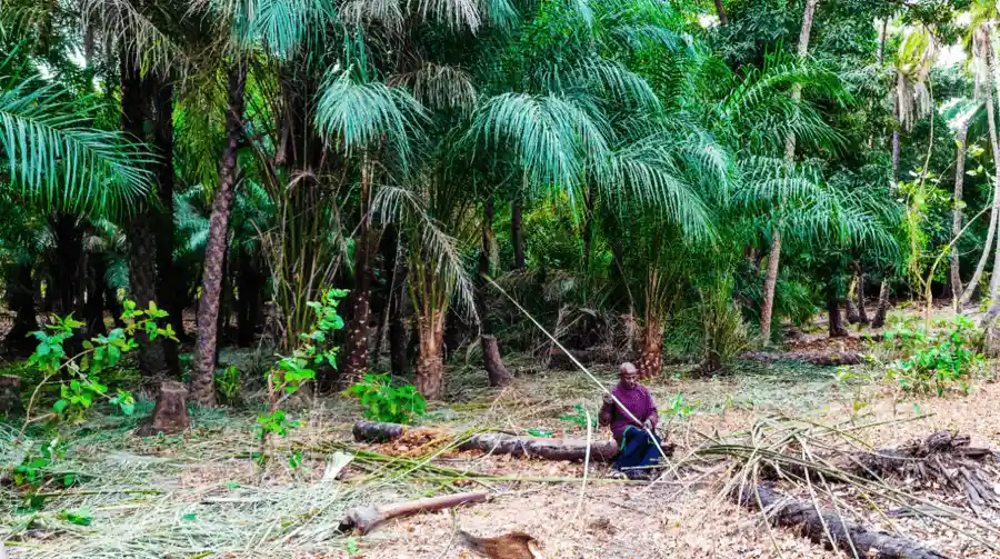 Un bounoukeur, récolteur de vin de palme, dans la forêt de Kanoufa, lors de l'excursion à la Pointe Saint-Georges