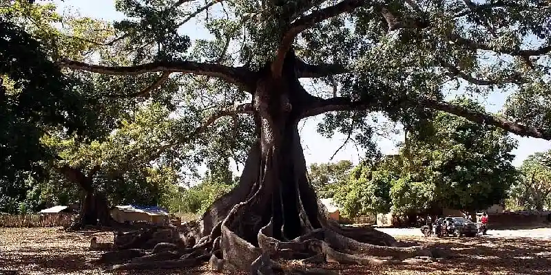 Arbre géant aux racines en contreforts dans un village de Casamance