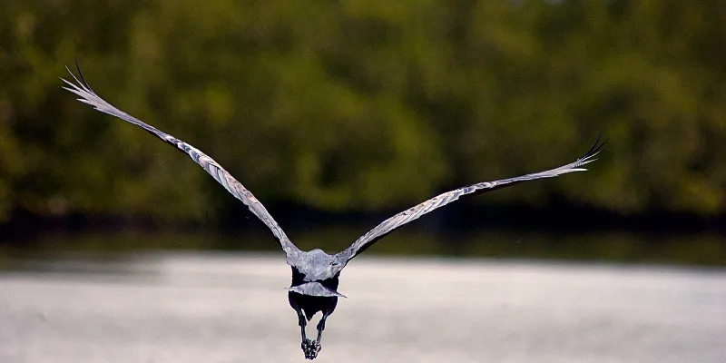 Grand oiseau en vol au ras de l'eau, devant la mangrove de Casamance