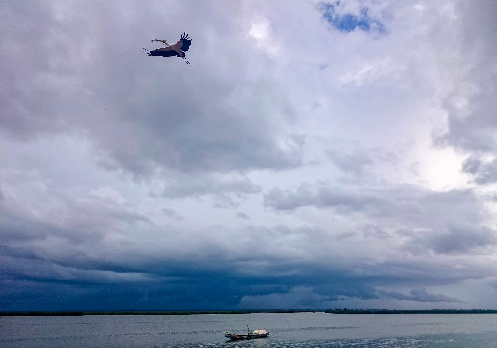 Cigogne en vol, une brindille au bec, au-dessus du fleuve Casamance et d'une pirogue solitaire