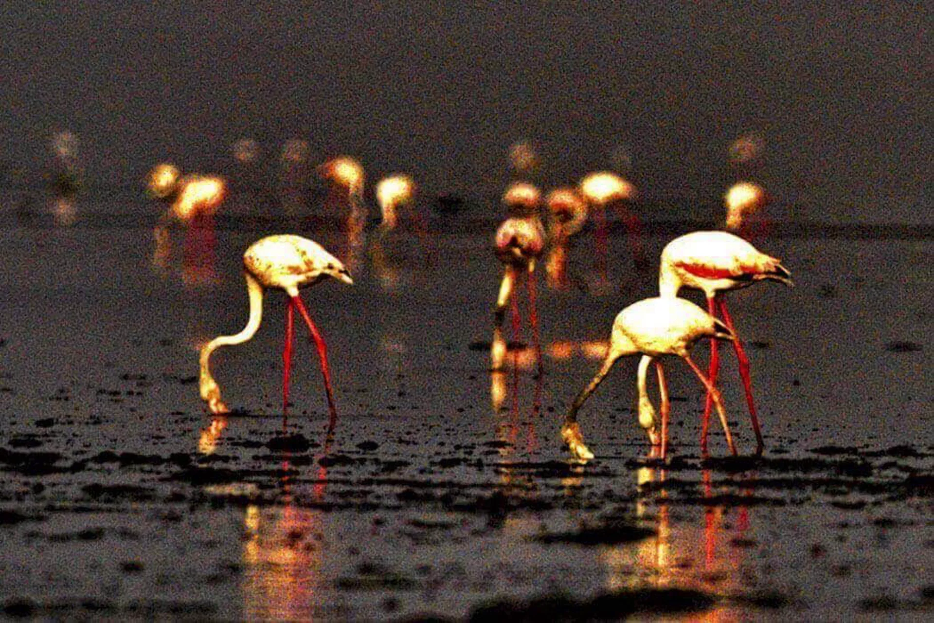Flamants roses se nourrissant au crépuscule dans les vasières des bolongs de Casamance