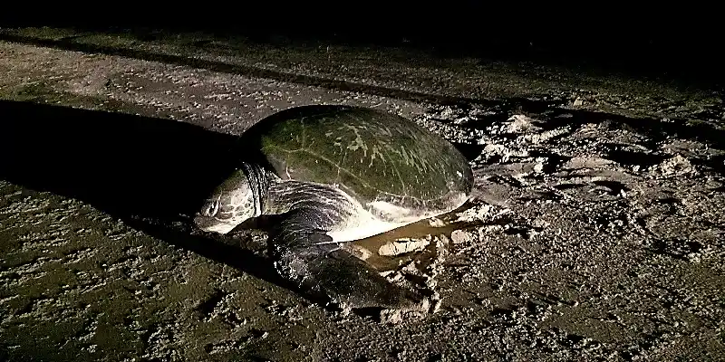 Tortue de mer sur la plage, de nuit, à Cap Skirring