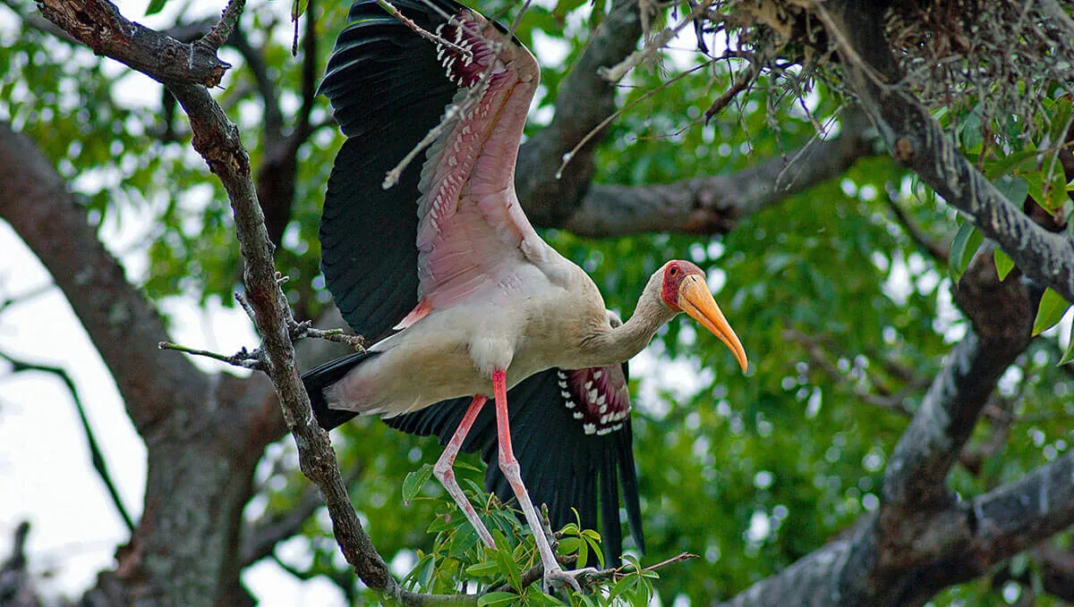 Tantale ibis, grand oiseau au bec jaune, perché dans un arbre en Casamance