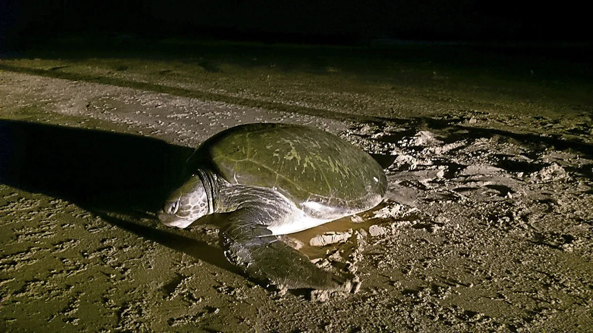 Tortue de mer sur le sable de la plage de Cap Skirring, de nuit