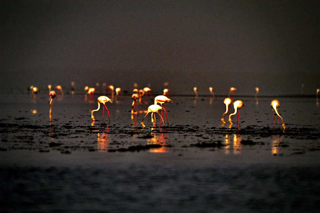 Avifaune de Casamance au crépuscule dans les vasières des bolongs