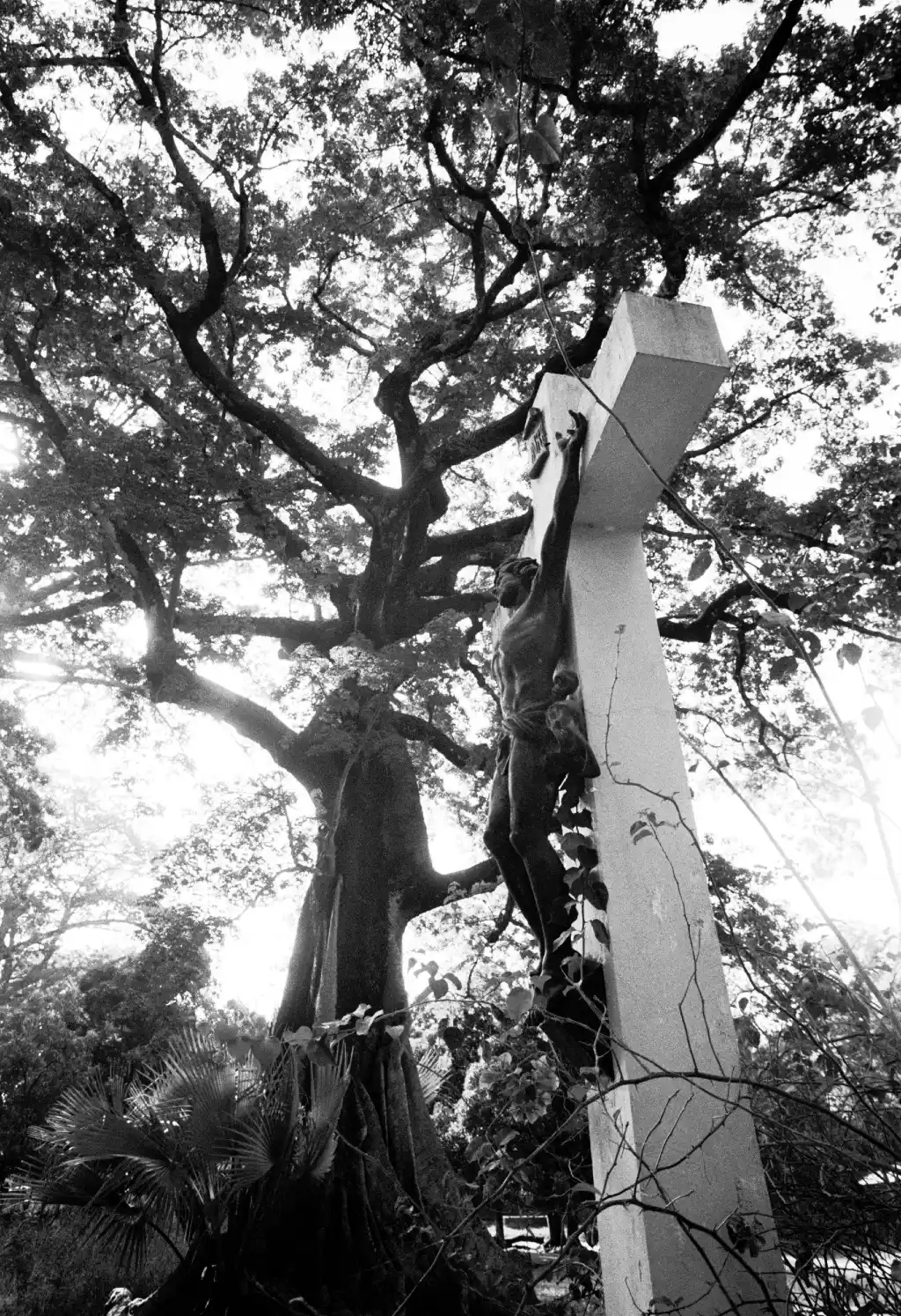 Fromager sacré portant une croix chrétienne dans la forêt d'Afiniam, Casamance