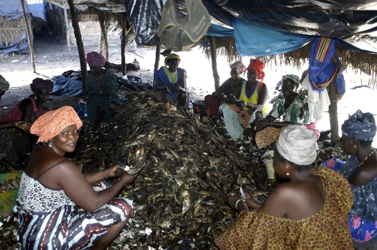 Femmes transformatrices fumant et séchant le poisson au camp de pêche de Kafountine, Casamance