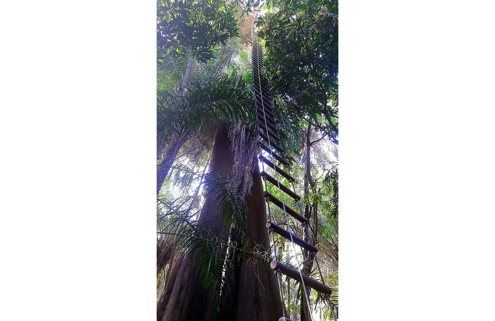 Belvédère et arbres sacrés en Casamance excursions Le Papayer Ecolodge Hôtel Cap Skirring