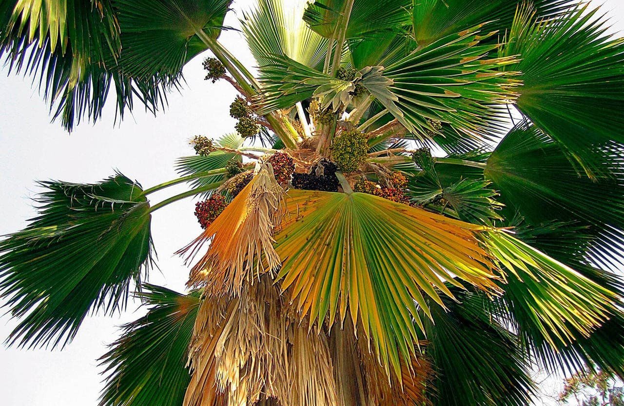 Lussureggiante natura in Casamance, Escursioni con Il Papayer Ecolodge hotel Cap Skirring
