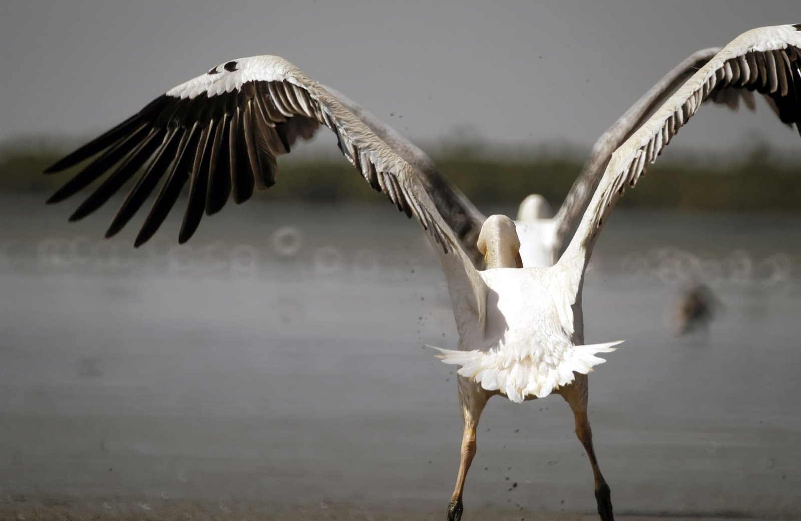 Casamance excursions by pirogue hotel Cap Skirring Senegal The Papayer Ecolodge birds and pelicans