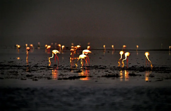 Safari photo : flamants roses dans les bolongs de Casamance