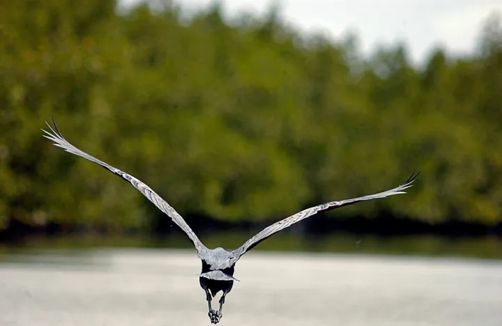 Héron Goliath — ornithologie en pirogue dans les bolongs